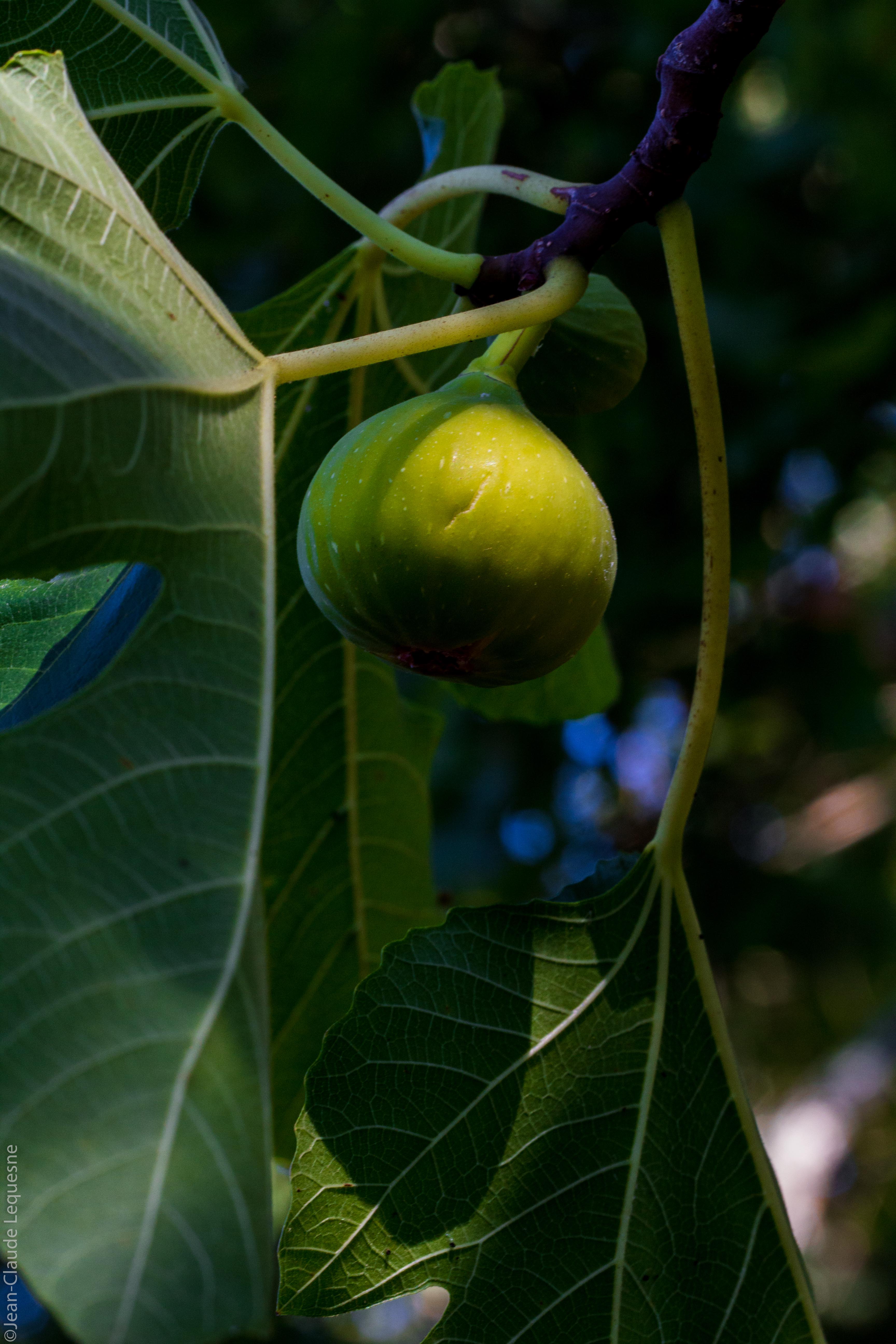 Figue verte de Marennes